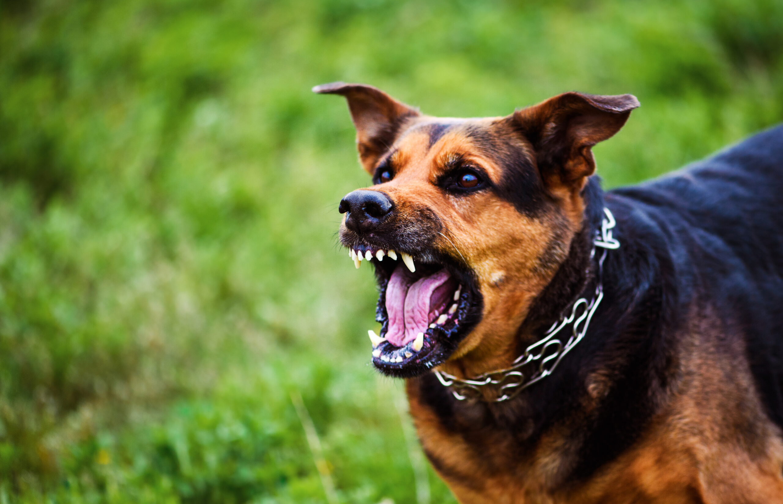 The Gordon Law Firm - California dog bite lawyer