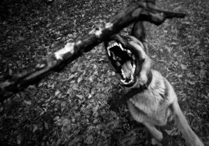 Dog Bite Lawyer in Folsom, CA